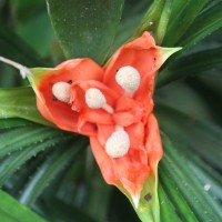 Freycinetia walkeri Solms